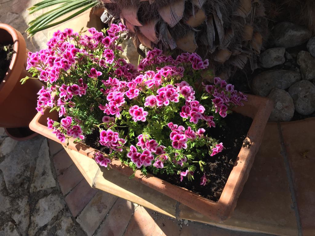 B&B Limone San Leone Extérieur photo